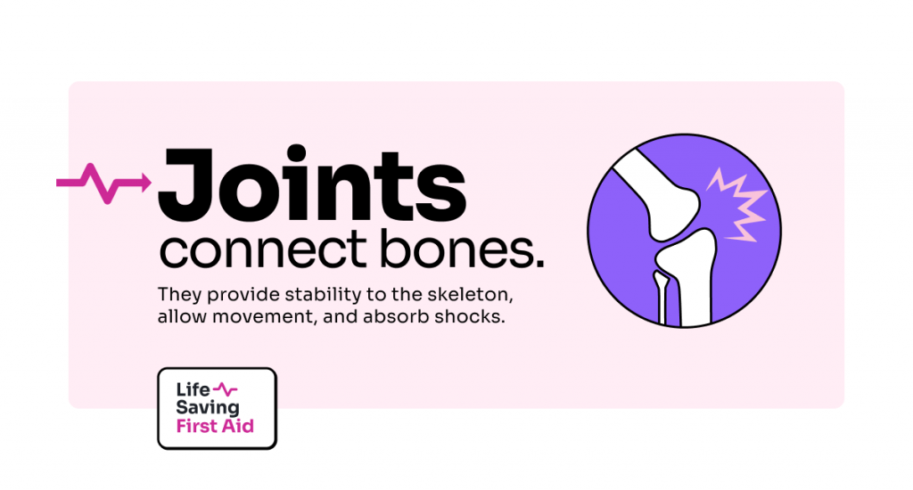 Joints connect bones. They provide stability to the skeleton, allow movement, and absorb shocks.