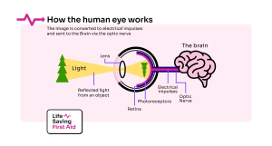 Your eye works in a similar way to a camera.