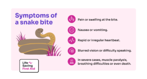 "Symptoms of a snake bite" "Pain or swelling at the bite. Nausea or vomiting. Rapid or irregular heartbeat. Blurred vision or difficulty speaking. In severe cases, muscle paralysis, breathing difficulties or even death."