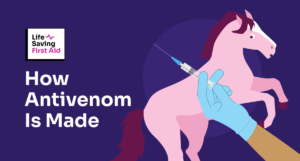 Image depicts a stylised illustration of a horse preparing to be injected with snake venom, infront of it, there is a hand holding the syringe with the antivenom. Title of the blog "How Antivenom is made" followed by Life Saving First Aid logo