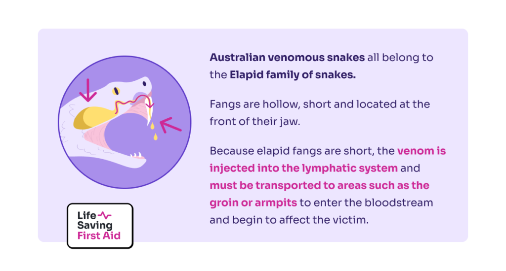 Australian venomous snakes all belong to the Elapid family of snakes and as such their fangs are hollow, short and located at the front of their jaw.  When the snake bites, venom is injected into the lymphatic system of the casualty.  This happens because elapid snake fangs are short.  To enter the bloodstream and begin to affect the victim, the venom must be transported to areas such as the groin or armpits