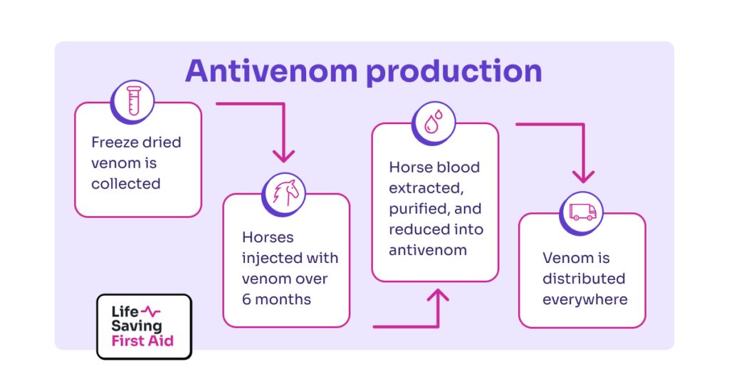 antivenom production